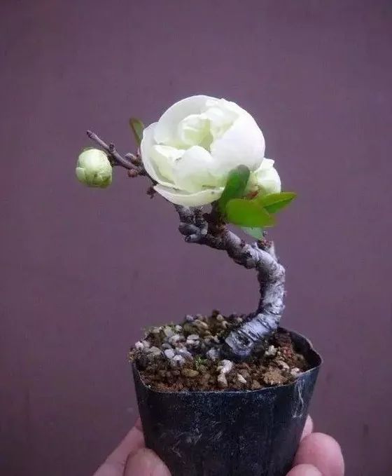 大师是怎么炼成的免费,真正的大师是怎么练成的