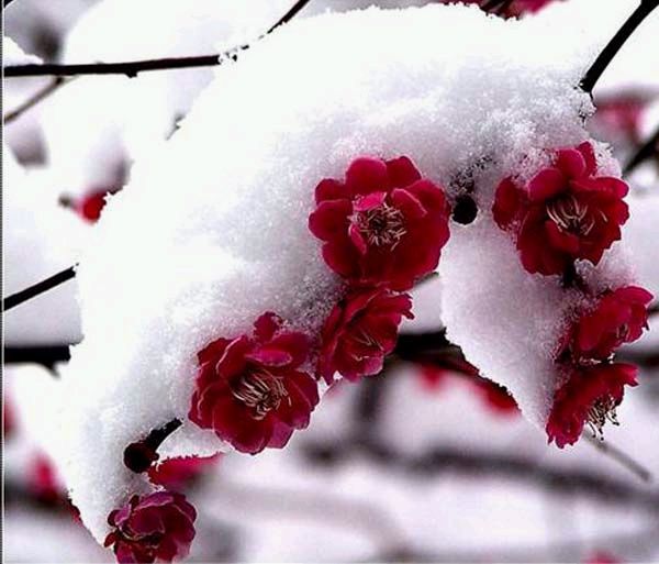 梅花情诗关于梅花古诗大全,历代咏梅花诗词大全