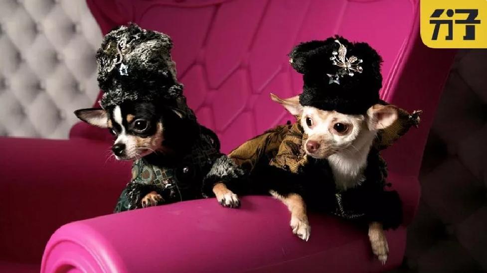 当狗炫起富来根本没人什么事儿了