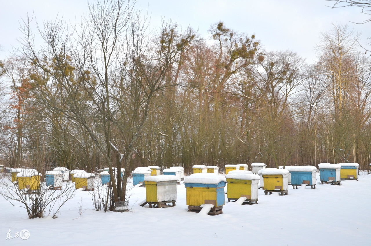 养蜂日历之春季蜂群快速发展方法,春季蜂群养蜂技术指南视频