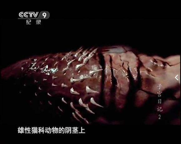 给猫做绝育的绝育到底是什么意思,给猫做绝育有什么因果