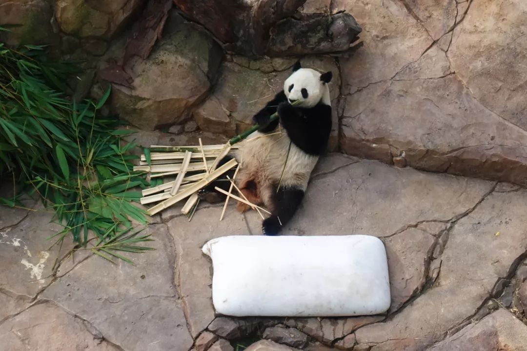 广州长隆野生动物园亲子跟拍,爸爸去哪儿广州长隆野生动物园