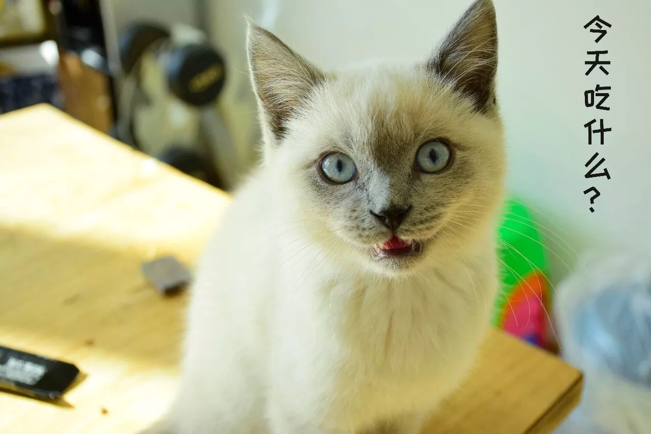 淘宝上买的减肥代餐,魔芋零食健身代餐