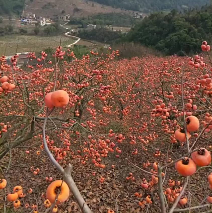 种植西红柿的成本有哪些,无土栽培西红柿一年能挣多少钱
