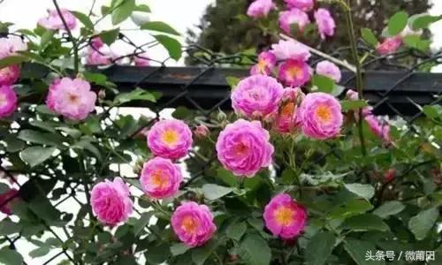 这是我的家乡闽南语,这是我的家乡全部视频