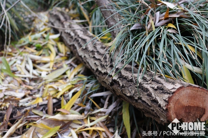 可爱又实用的相机,佳能eos200d二代是什么相机