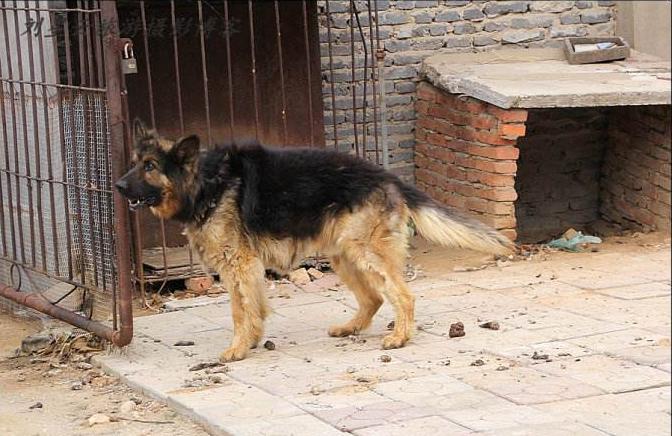 农村狗和城市狗哪个寿命长,农村狗与城市宠物哪个好