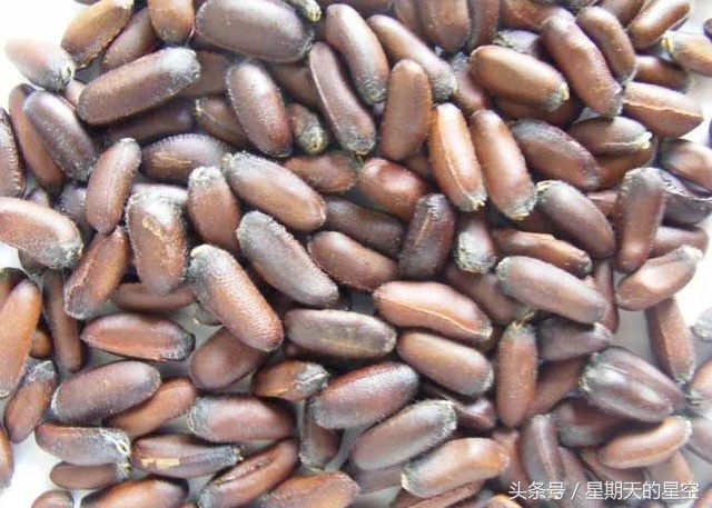 腊梅老桩适合深盆栽培吗,澳洲腊梅栽培的技术要点