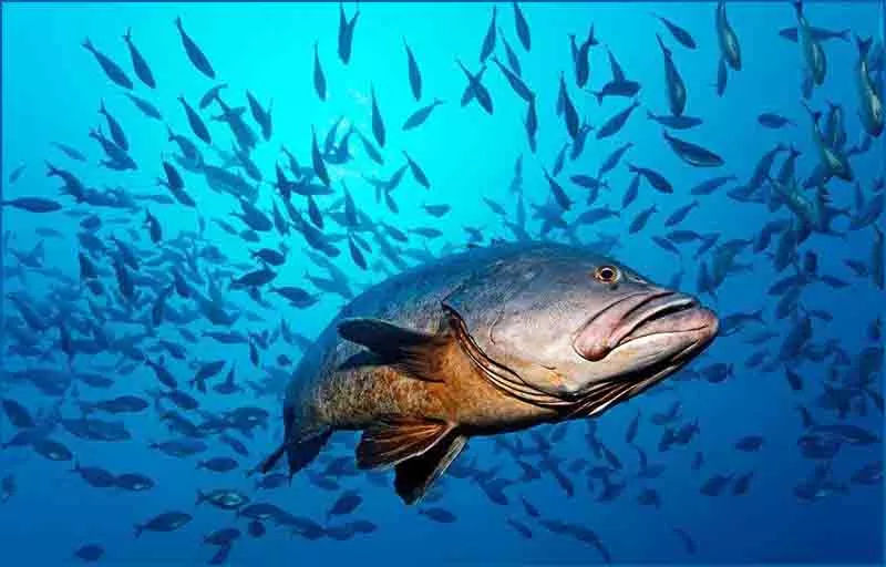 石斑鱼细菌感染用什么药治疗好,石斑鱼常见细菌病图片