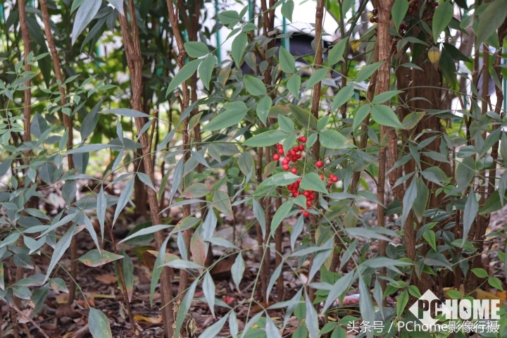 可爱又实用的相机,佳能eos200d二代是什么相机