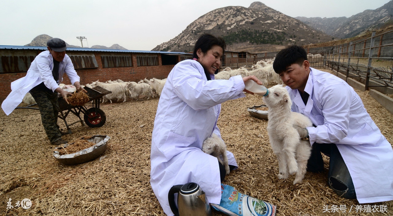 岢岚县晋岚种羊场,山西吕梁绒山羊养殖