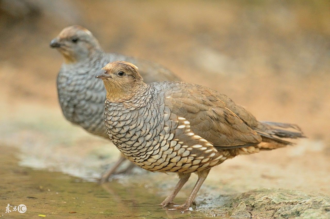 这种不善于飞行的笨鸟！养殖成本低，几种孵化方法，让效益翻倍！