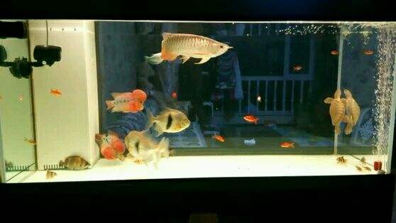 金龙鱼鳞片发光,金龙鱼鳞片表面无金了