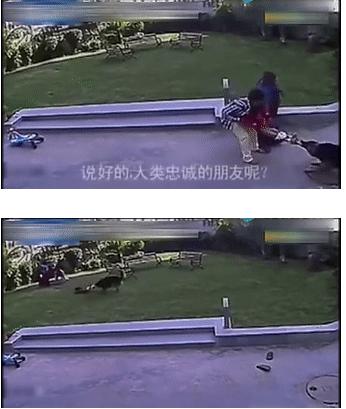 男童遭7只恶犬撕咬,小男孩被三条恶犬咬目前情况