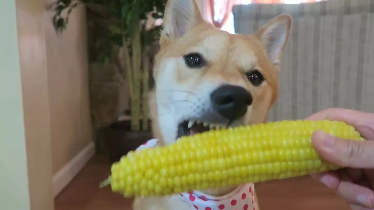 狗狗玉米棒,狗狗吃了玉米棒芯能拉出来吗