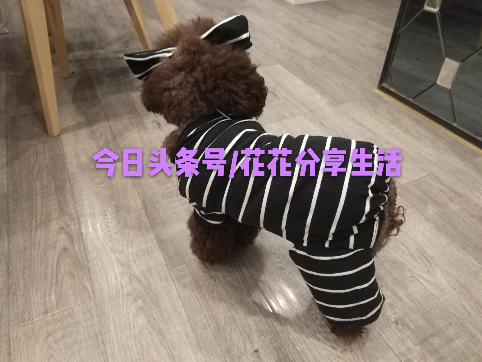 手工制作小狗衣服视频教程,怎样利用旧衣服做狗狗衣服