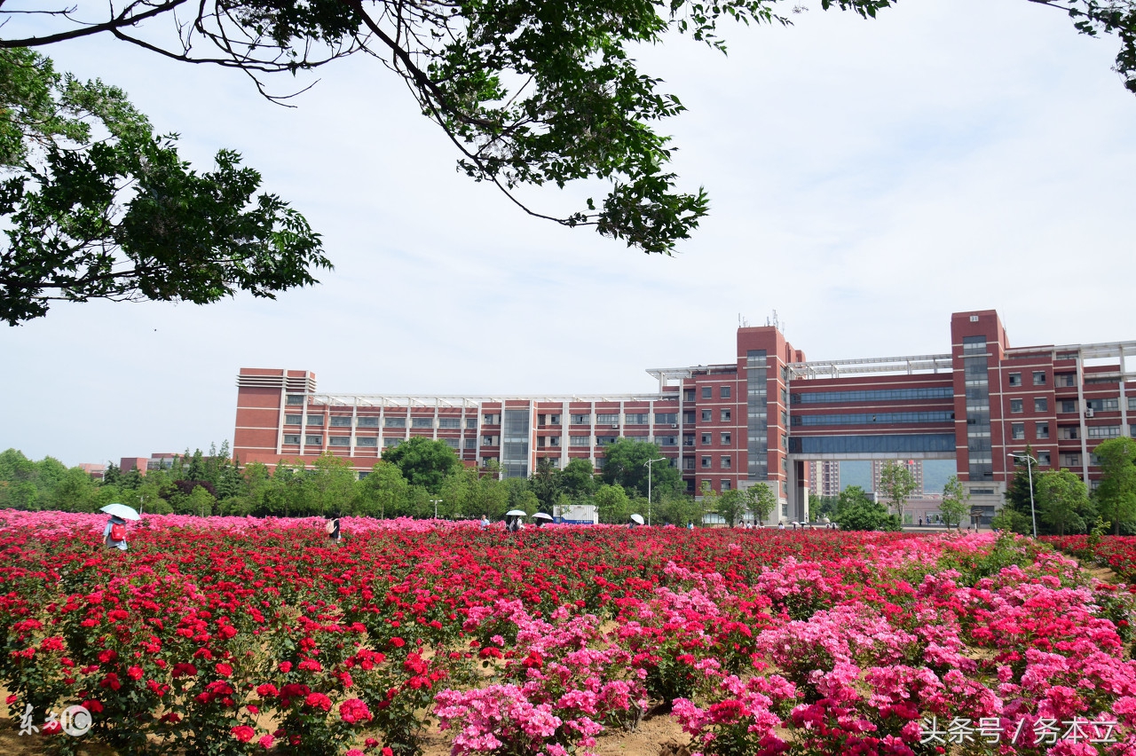 藤本蔷薇月季花,藤本爬藤月季花苗