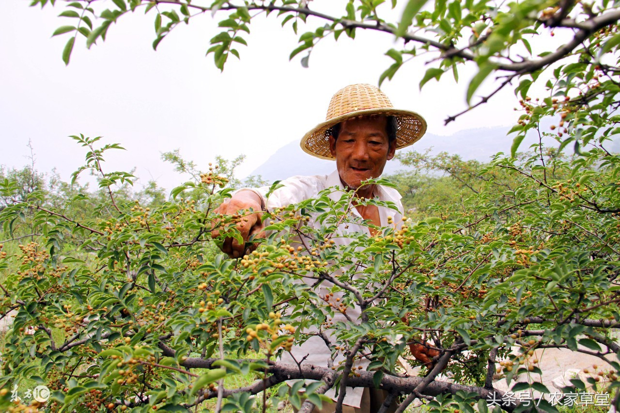 想在农村创业怎么找投资,国家对种植花椒的农户有啥好政策