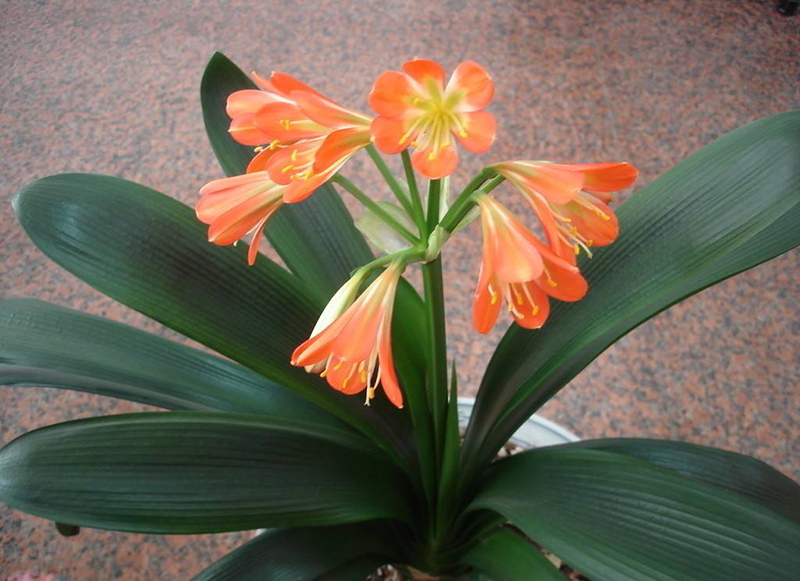 君子兰的叶片长得怎么样是正常,君子兰什么样的叶子开花好看