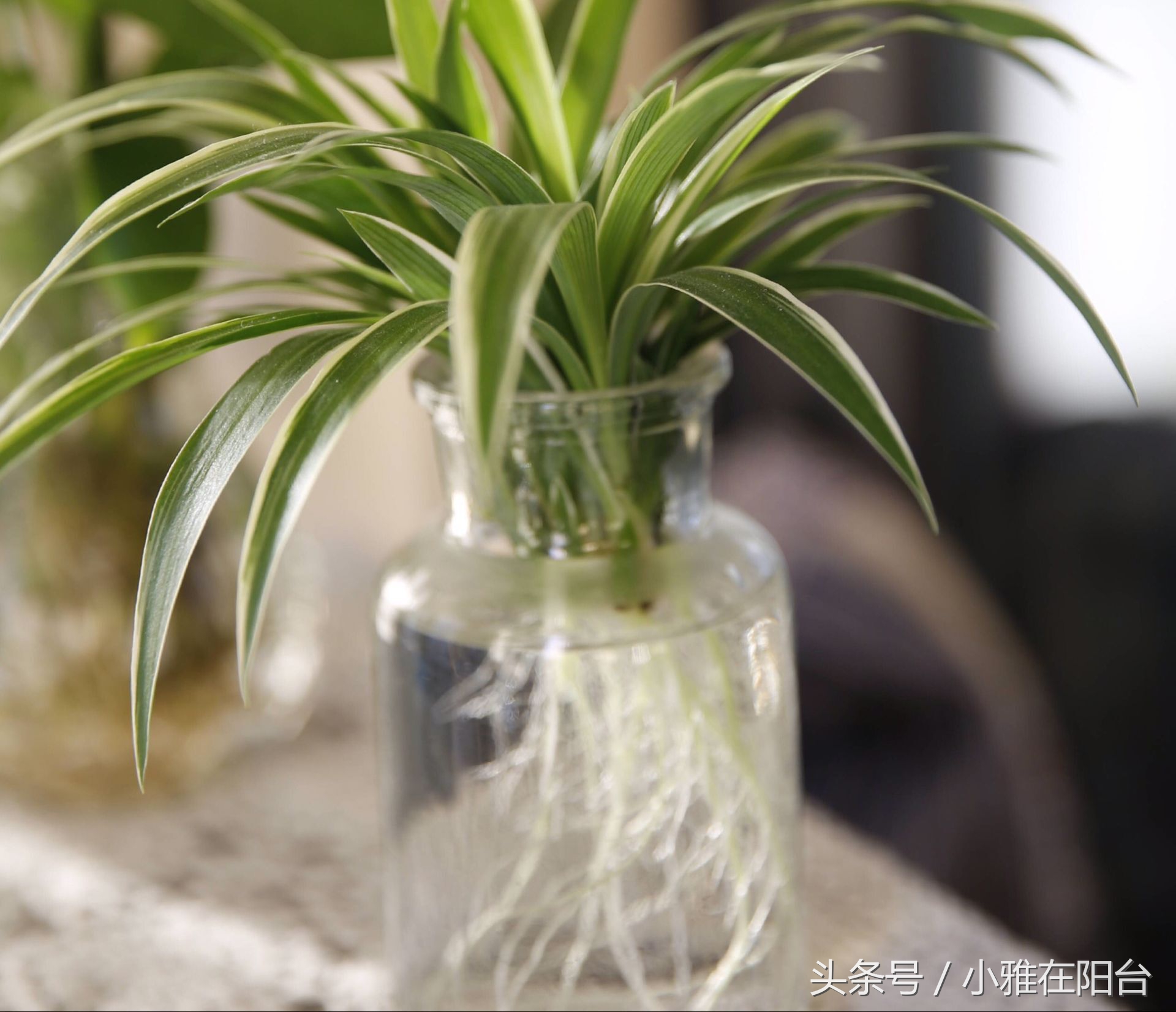 油画吊兰水培长根后怎么换土培,水培金边吊兰长根后转土培的方法