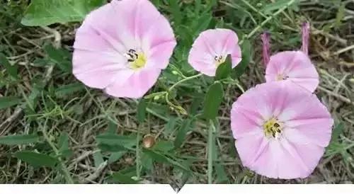 带你看看农村的野花野草,农村常见的野花野草全都认识