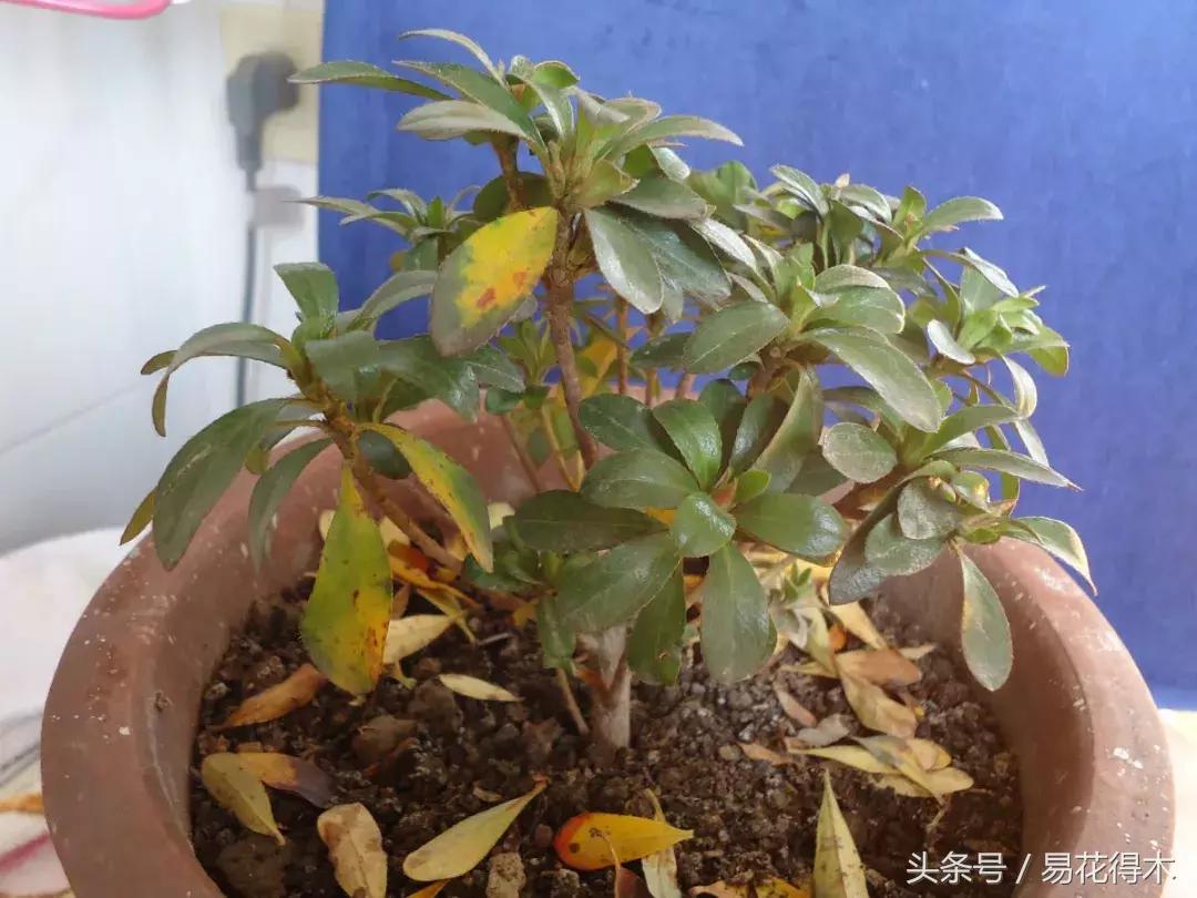 花卉黄叶怎么处理最简单的方法,让花卉快速生长不黄叶的小方法