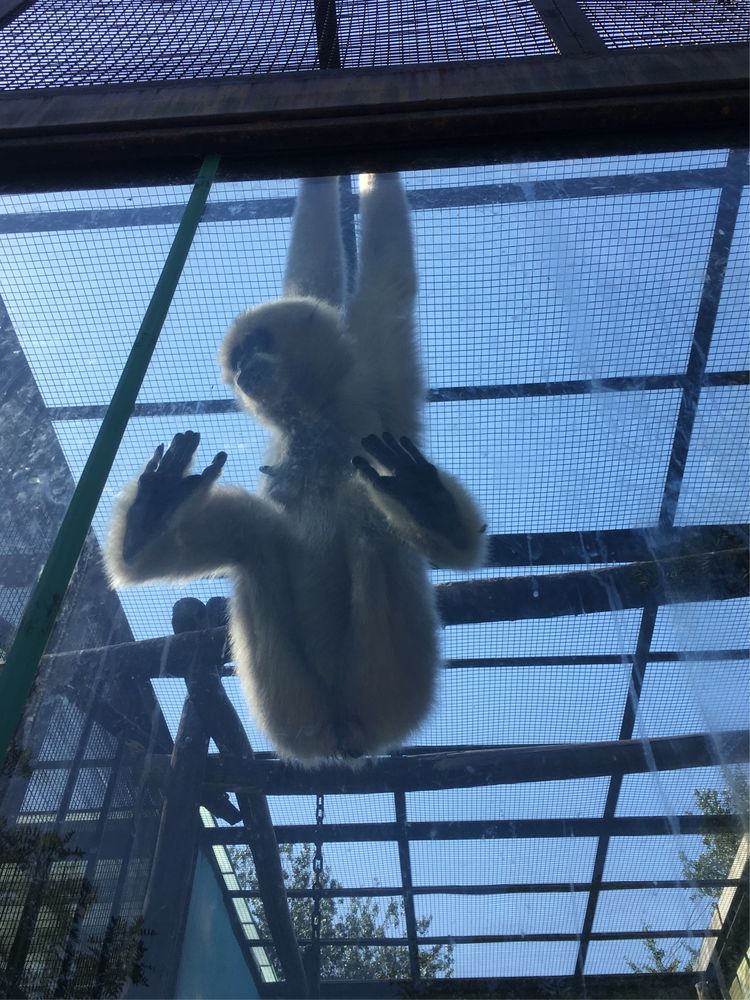 和小屁孩们一起出去玩的视频,和小屁孩玩的一天