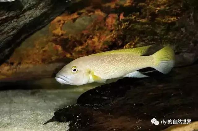 「鱼标本戏说非洲慈鲷」第二章:威严庄重的坦湖酋长——大型炮弹