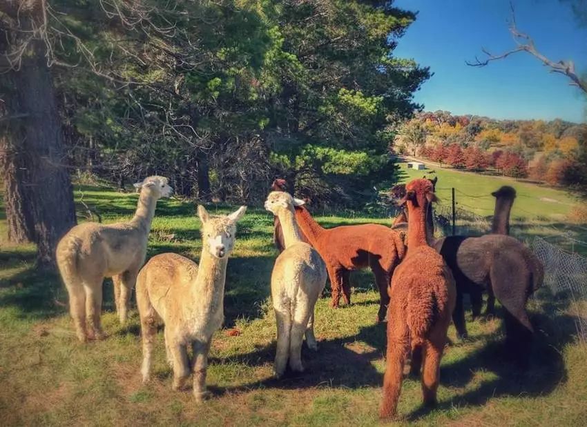 星球·探索｜日本十大萌宠大放送