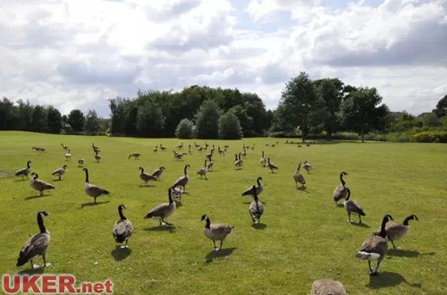 真是够了!扒一扒高大上如华威大学背后的逗比属性