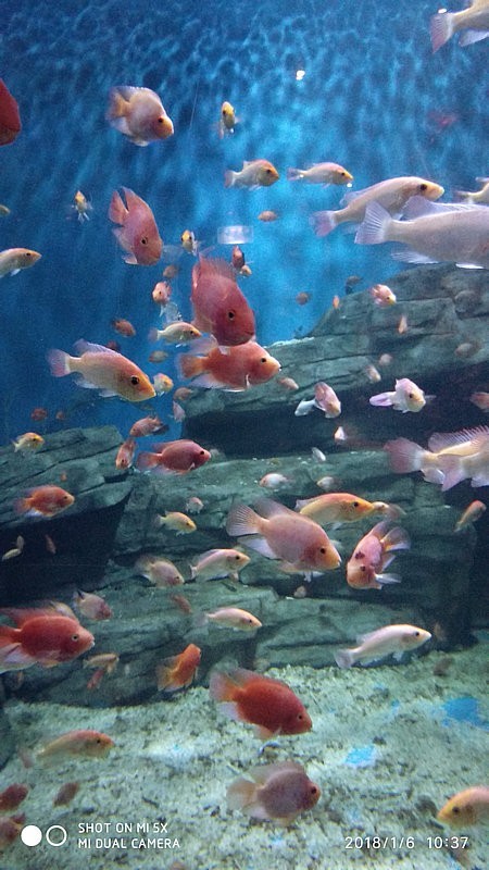 自驾游环游中国路线安徽出发,开封至安徽黄山自驾游攻略