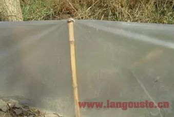 小龙虾养殖塘如何建设,养小龙虾田怎样建塘为好