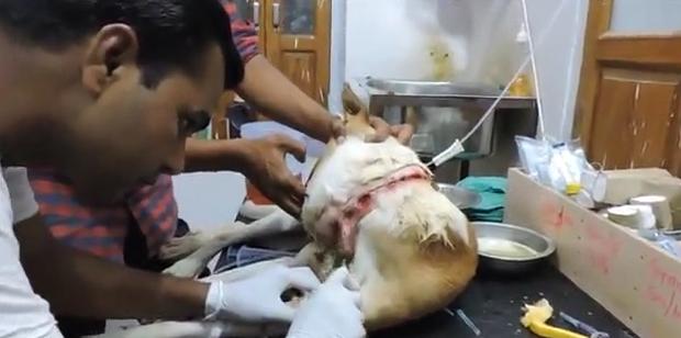 狗狗头上长大脓包是怎么回事,狗狗头部水肿它会自然好吗