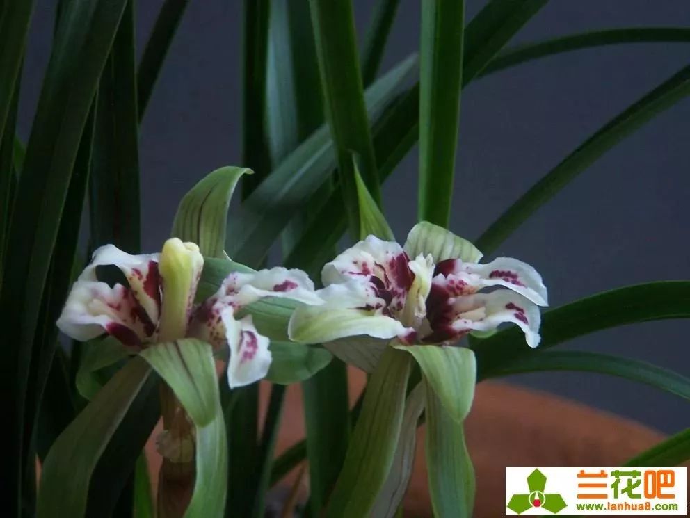 四喜蝶图片春兰,春兰叶蝶图片及价格