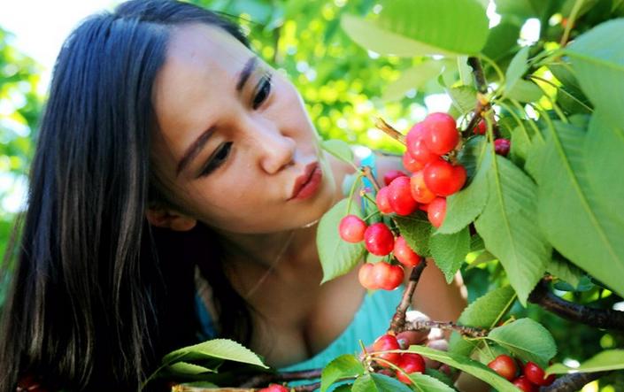 拿好这篇西安采摘樱桃指南,西安白鹿原樱桃采摘