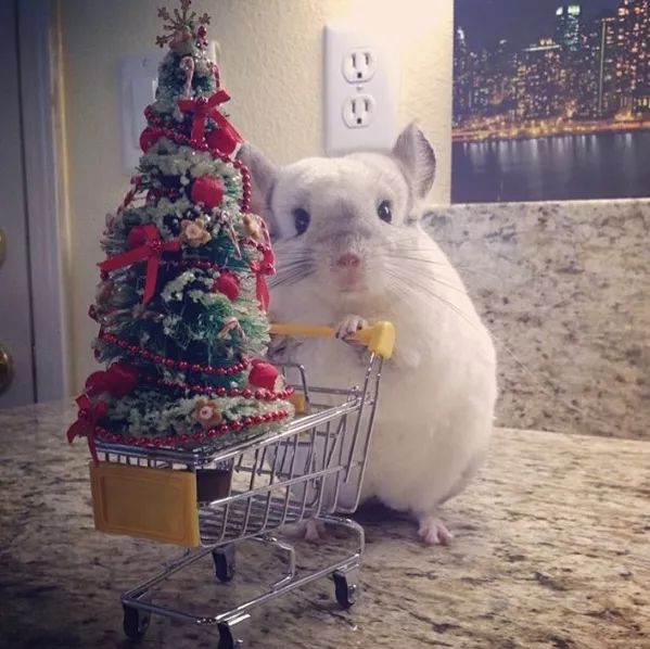 十二生肖驾到，时尚精们给我退下！