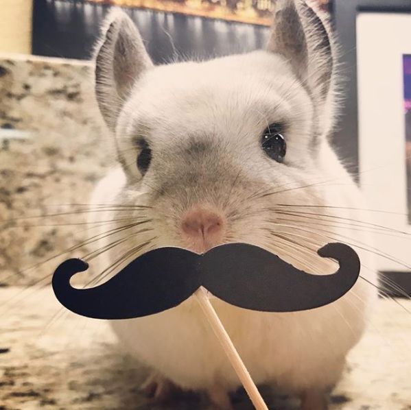 十二生肖驾到，时尚精们给我退下！