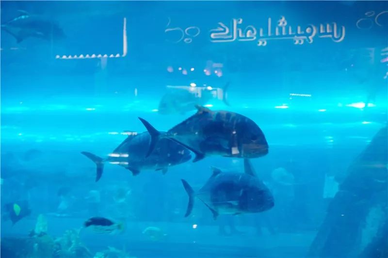 攻略｜女人犒赏自己莫过于Dobuy·迪拜