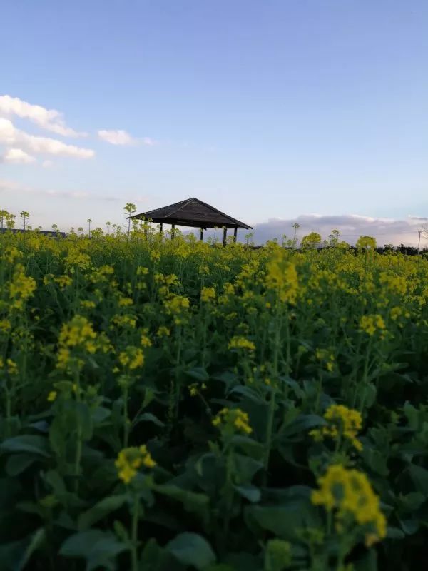 尼苏油菜花,快来打卡油菜花
