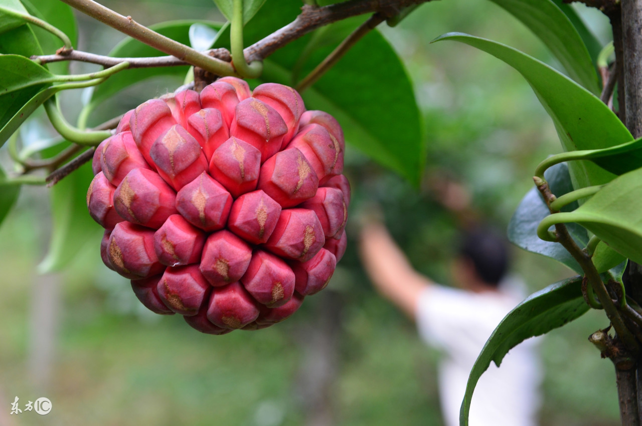 长得像葡萄的水果有个大核很甜,像菠萝又像葡萄的水果