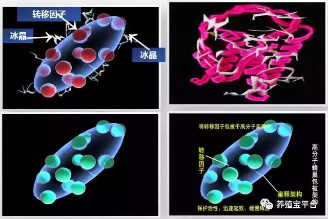 养鸡需要打哪些疫苗,养鸡神药到底是什么