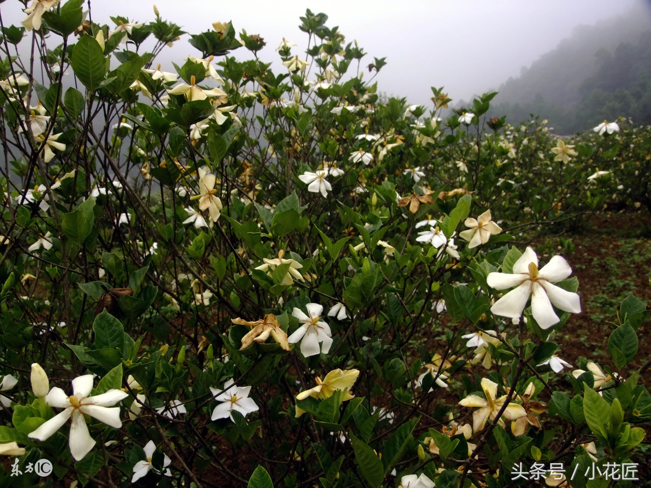 二十年地栽栀子花黄叶落叶怎么办,栀子花黄叶落叶的问题怎么解决