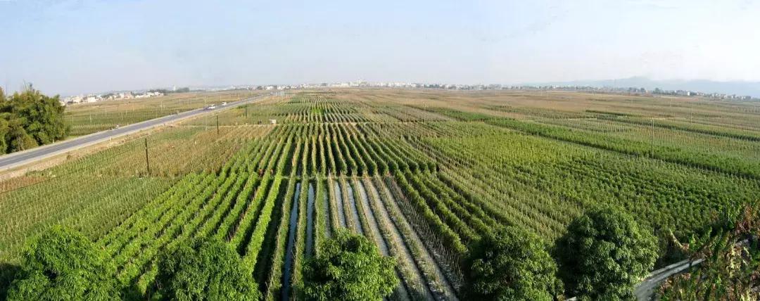 广西百色芒果产业发展方向,百色田东芒果产业集群