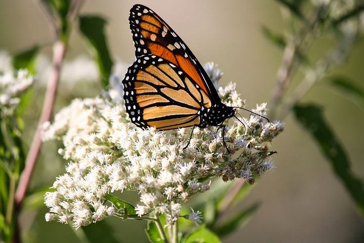 听说每一只蝴蝶都是一朵花的轮回,每一朵蝴蝶都是一朵花的灵魂