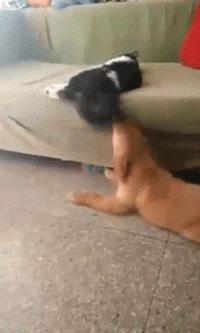 “不反击喵星人的狗不是一只好汪”，来让我们一起为这些勇士鼓掌