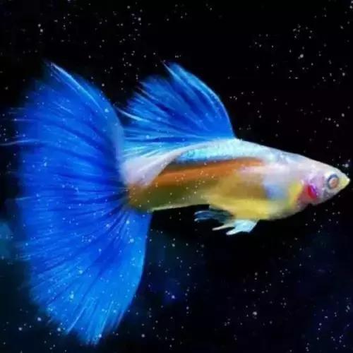 全红孔雀鱼饲养难度,用收纳箱饲养孔雀鱼