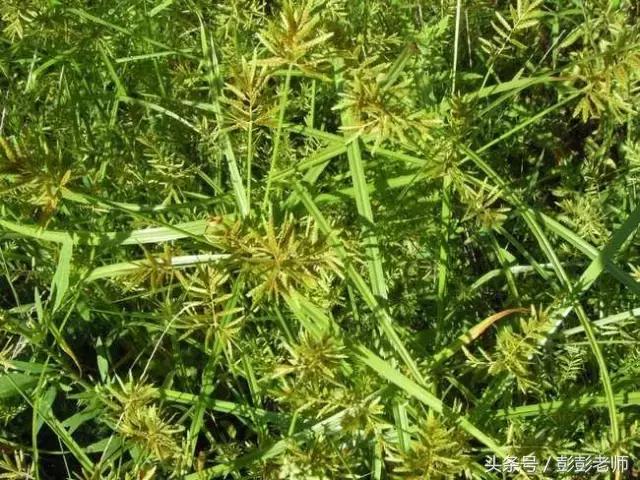 跟师每日一学草药19:香附