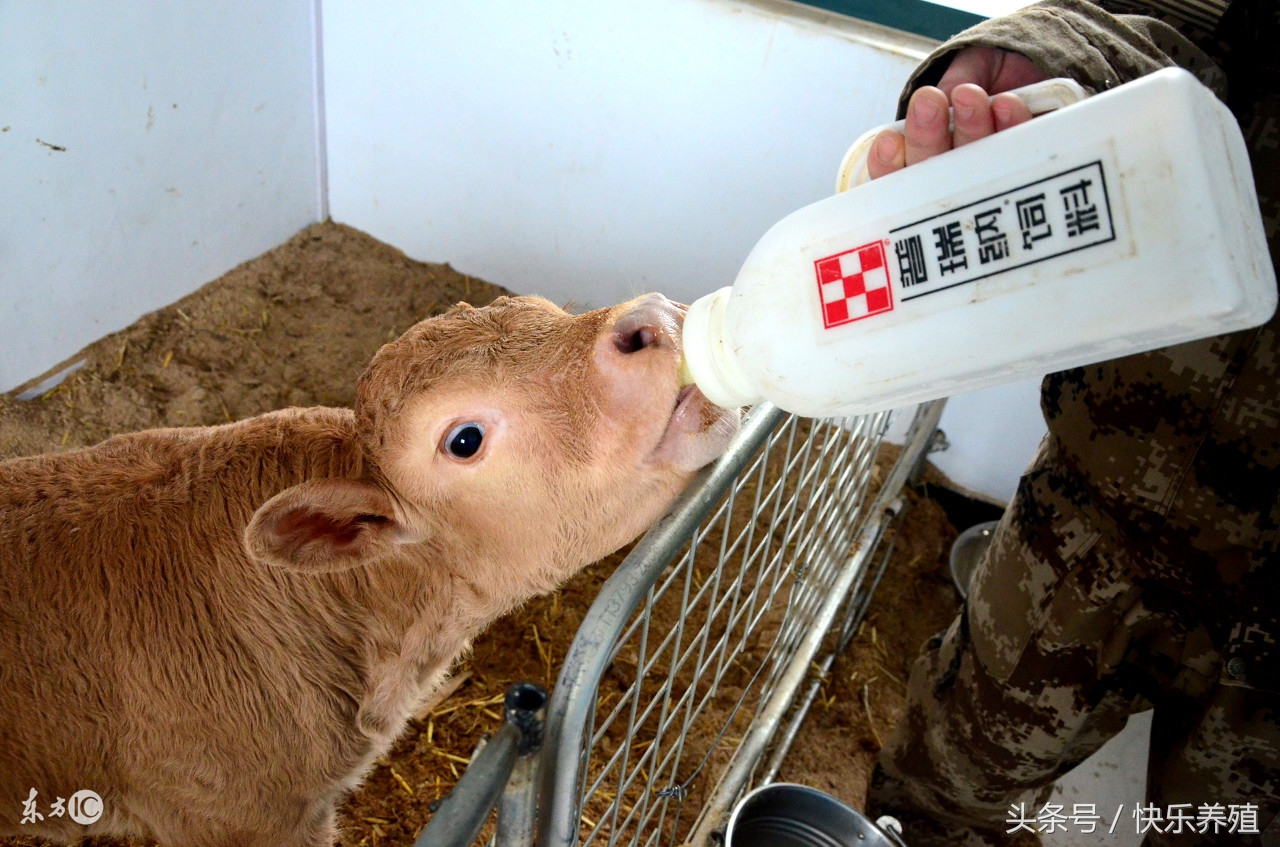 犊牛出生5天喘高烧不退,刚出生小牛犊得了五号病怎么治