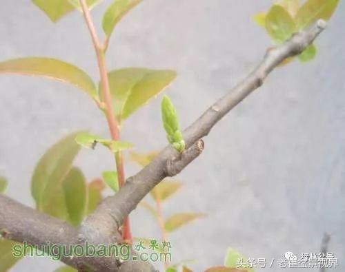 乌饭树做盆景教程,大叶乌饭树和小叶乌饭树都开花吗