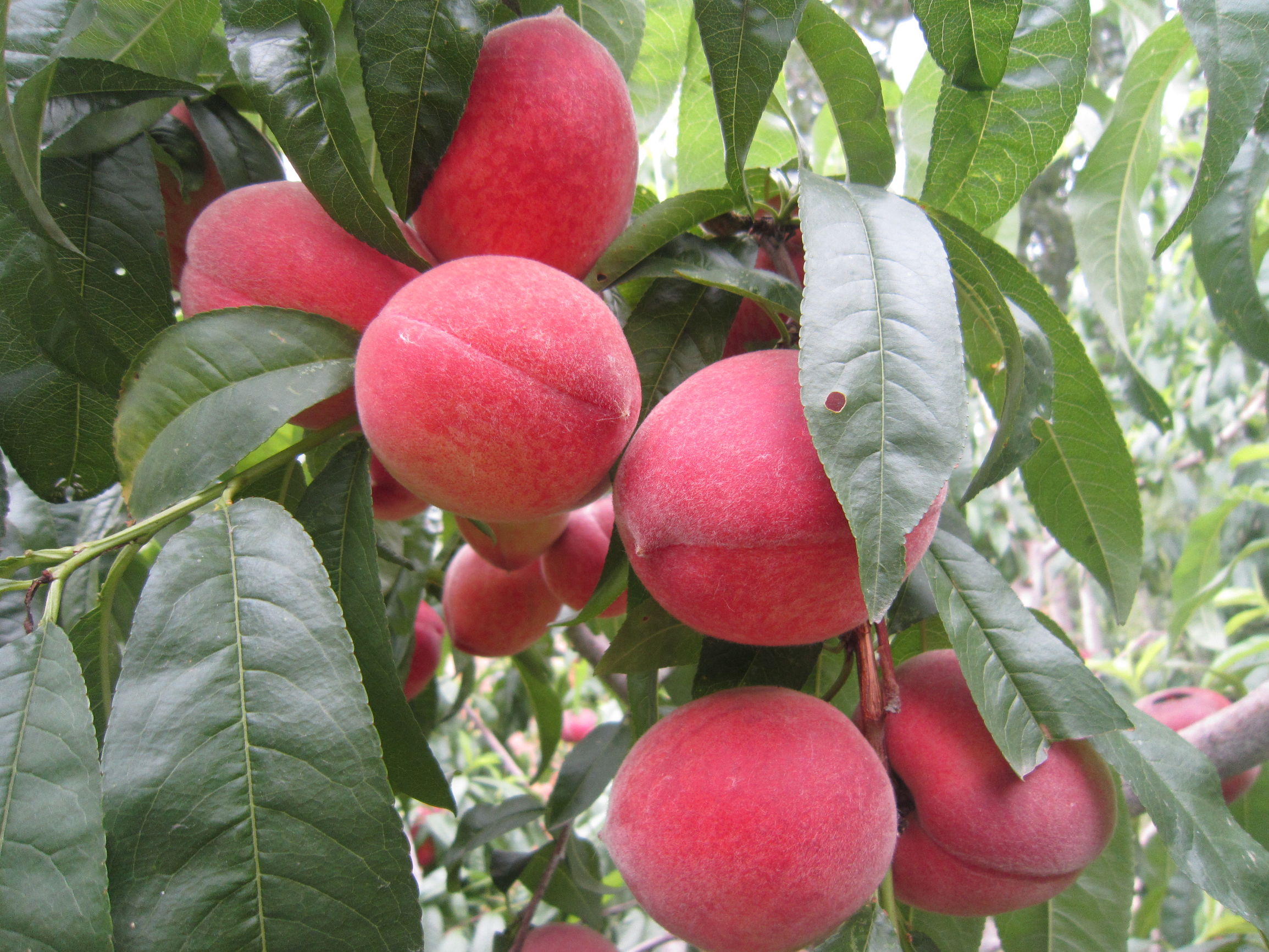 我们每天吃的蔬菜都有哪些,我们每天吃的食物都去哪里了呢